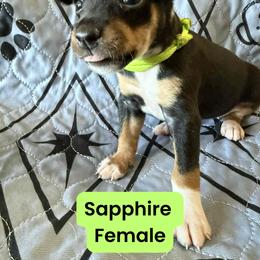 Rat Terrier Puppies from The Puppy Patch Rat Terriers