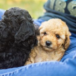 Poodle Puppies from Northwest pets Poodles