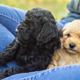 Poodle Puppies from Northwest pets Poodles