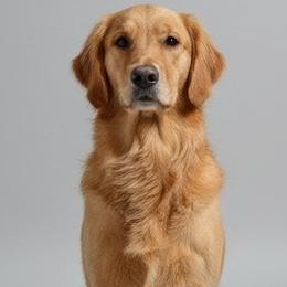 Golden Retriever puppies from Oro Valley Golden Retrievers | Brittany Stubbs
