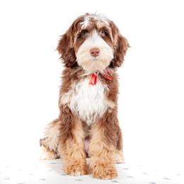 Red Collar Girl - Tri-color female Australian Labradoodle puppy in Statesville, North Carolina from Rose Cottage Labradoodles