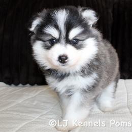 Umbra - Black and white female Pomsky puppy in Centerville, Iowa from LJ Kennels Pomskies, LLC