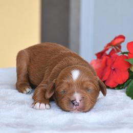 Blain - Red male Cavapoo puppy in Gap, Pennsylvania from Country View Puppies ( License 18816)