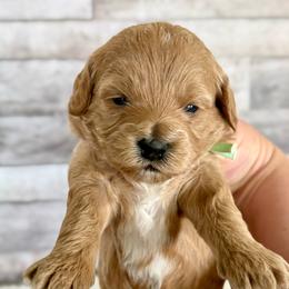 Zelda - Apricot female Goldendoodle puppy in Mona, Utah from Hearts Full of Puppies