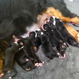 Bernese Mountain Dog Puppies from Red Bridge Berners