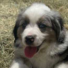 Buzz - Miniature Australian Shepherd puppy from Jubilee Acres