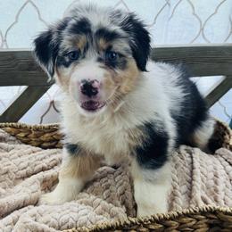 Girl 2: Violet - Blue merle female Australian Shepherd puppy in Volant, Pennsylvania from Addie's Aussies