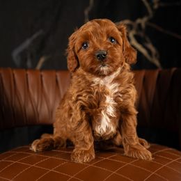 Bernedoodle, Cavapoo, Goldendoodle, and Poodle Puppies from Wasatch Pup