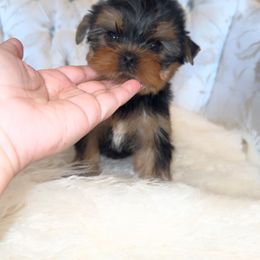 Ralph - Black and gold male Yorkshire Terrier puppy in Hesperia, California from Toy Treasure Yorkies