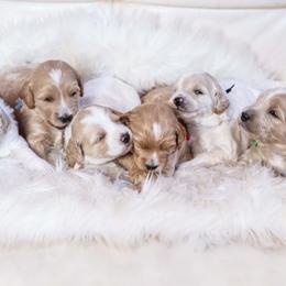 Goldendoodle puppies from Fire Sky Kennels