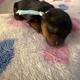 Male 2 - Black and gold male Yorkshire Terrier puppy in Concord, California from Real Yorkies of NorCal
