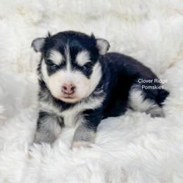 Albany - Black and white female Pomsky puppy in Sheffield, Iowa from Clover Ridge Pomskies