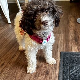 Elle - Poodle