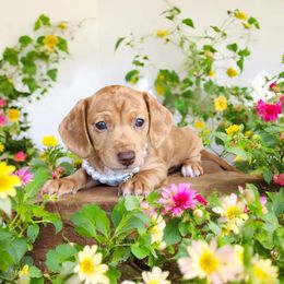 Dachshund Puppies from Yadkin Valley Dachshunds