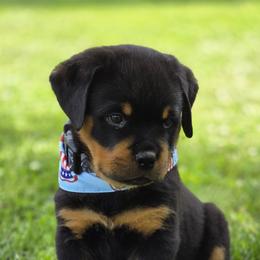 Rottweiler Puppies from Spoon River Rottweilers