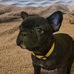 French Bulldog Puppies from A&D Frenchies