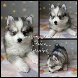 Clarice - Silver and white female Pomsky puppy in Rossville, Georgia from Scenic City Pomskies