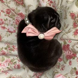 LoLo - Chocolate tri-color female Bulldog puppy in Hodges, South Carolina from Southern Standard Bulldogs