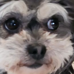 Shichons from Tri-County Kennels