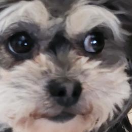 Shichons from Tri-County Kennels