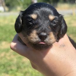 Ckc black and tan longhair female - Black and tan female Dachshund puppy in Anderson, California from Golden Paws Dachshunds