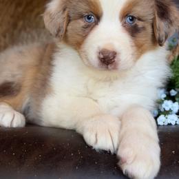 Tally-has tail-many videos - Red merle female Australian Shepherd puppy in Troy, South Carolina from Australian Shepherds of 3/W Farms