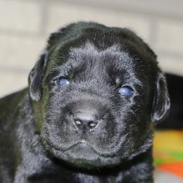 Labrador Retriever Puppies from Prebleridge Acres