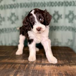 Wrenley - Brown and white female Aussiedoodle puppy in Charleston, Arkansas from Lazy S Aussies