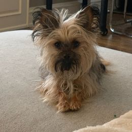 Chihuahuas, Companion Crosses, and Poodles from Mel's Wags & Kisses