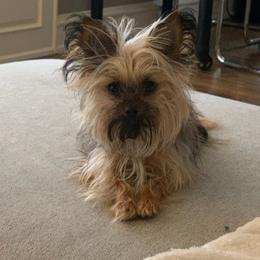 Chihuahuas, Companion Crosses, and Poodles from Mel's Wags & Kisses