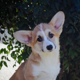 Flashy girl - Red female Pembroke Welsh Corgi puppy in Caliente, California from Rafter Cross 7