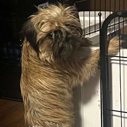 Brussels Griffon and Pug All Grown Up from South Ridge Brussels Griffons