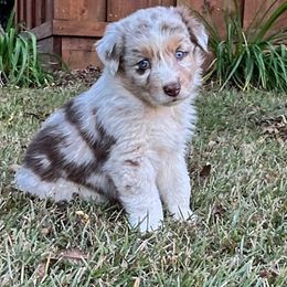Eric - Red merle male Australian Shepherd puppy in Butler, Georgia from Aussies at Howling Hill Farm