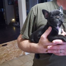 French Bulldog Puppies from Ginny's Frenchie's