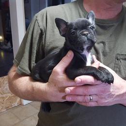 French Bulldog Puppies from Ginny's Frenchie's