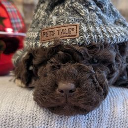 Topaz - Brown male Lagotto Romagnolo puppy in West Jordan, Utah from Salt Lake Lagotto