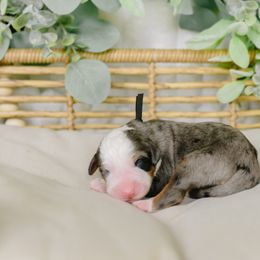 Sky - Merle female Bernedoodle puppy in Spanish Fork, Utah from K Brand Doodles