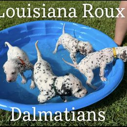 Dalmatian Puppies from Louisiana Roux Dalmatians