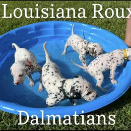 Dalmatian Puppies from Louisiana Roux Dalmatians
