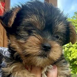 Tess ,click for price,info - Chocolate and tan female Yorkshire Terrier puppy in Kingston, Oklahoma from Lake Life