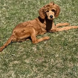 Kayla - Cream Goldendoodle puppy in Rogers, Ohio from Golden Heart Doodles