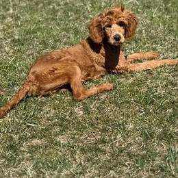 Kayla - Cream Goldendoodle puppy in Rogers, Ohio from Golden Heart Doodles