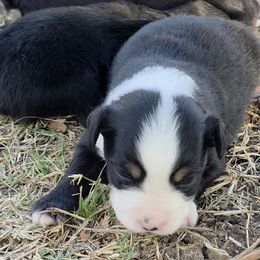 Rogue - Black tri female Miniature American Shepherd puppy in Leonard, Texas from Tin Roof Aussies