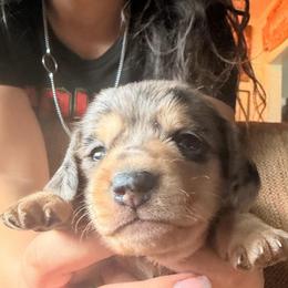 Dapple girl 1 - Lisa Lisa - Dapple female Dachshund puppy in Lady Lake, Florida from Shotzie Doxie Co.