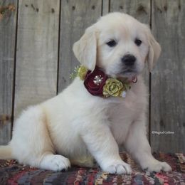 Golden Retrievers from Dukes' Graceful Goldens
