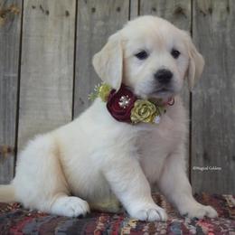 Golden Retrievers from Dukes' Graceful Goldens