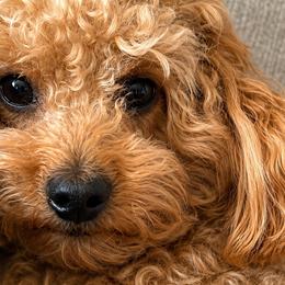 Havapoos and Poodles from Miroslava's Puppies
