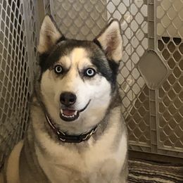 Star - Siberian Husky