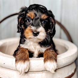 Elizabeth - Black female Australian Labradoodle puppy in Decatur, Alabama from Southern Meadows Doodles