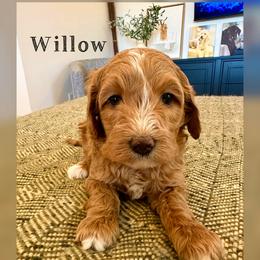 Willow - Cream female Goldendoodle puppy in Glendale, Arizona from Follow Your Bliss Doodles
